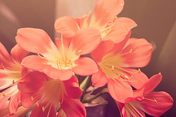 closeup, red-and-white, petaled flowers, purple, pink, flowers, illustration, orange, flower, petal, flower head