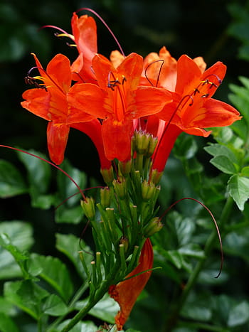 ดอกไม้สีแดงอร่าม, สีแดง, ดอกไม้, สายน้ำผึ้งแหลม, ดอก, เบ่งบาน, พุ่มไม้, พุ่มไม้เขียวชอุ่มตลอดปี, ปลูก, kap bignonia, tecoma capensis