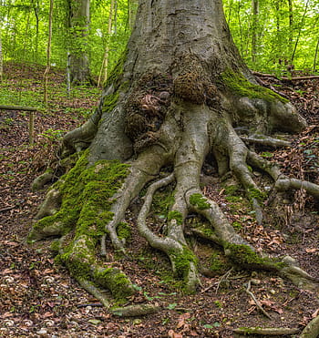 šedé kořeny stromů, vykořenit, strom, les, Příroda, mech, log, zelená, kořen stromu, starý, zarostlý