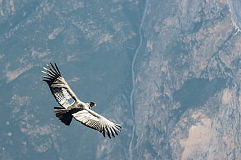 condor, peru, andean condor, bird, from above, raptor, south america, andes