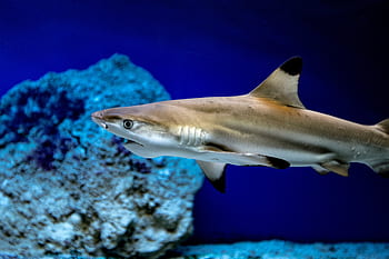 shark, fish, aquarium, water, sea, underwater world