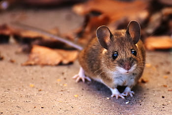 gray mice, wood mouse, nager, cute, small, brown, mouse, nature, mammal, fur, animal