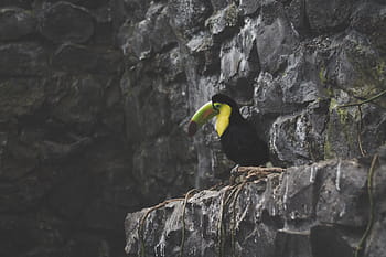 schwarz, Grün, Gelb, Tukan, thront, Cliff, Vogel, Schnabel, Feder, Tier, fliegen