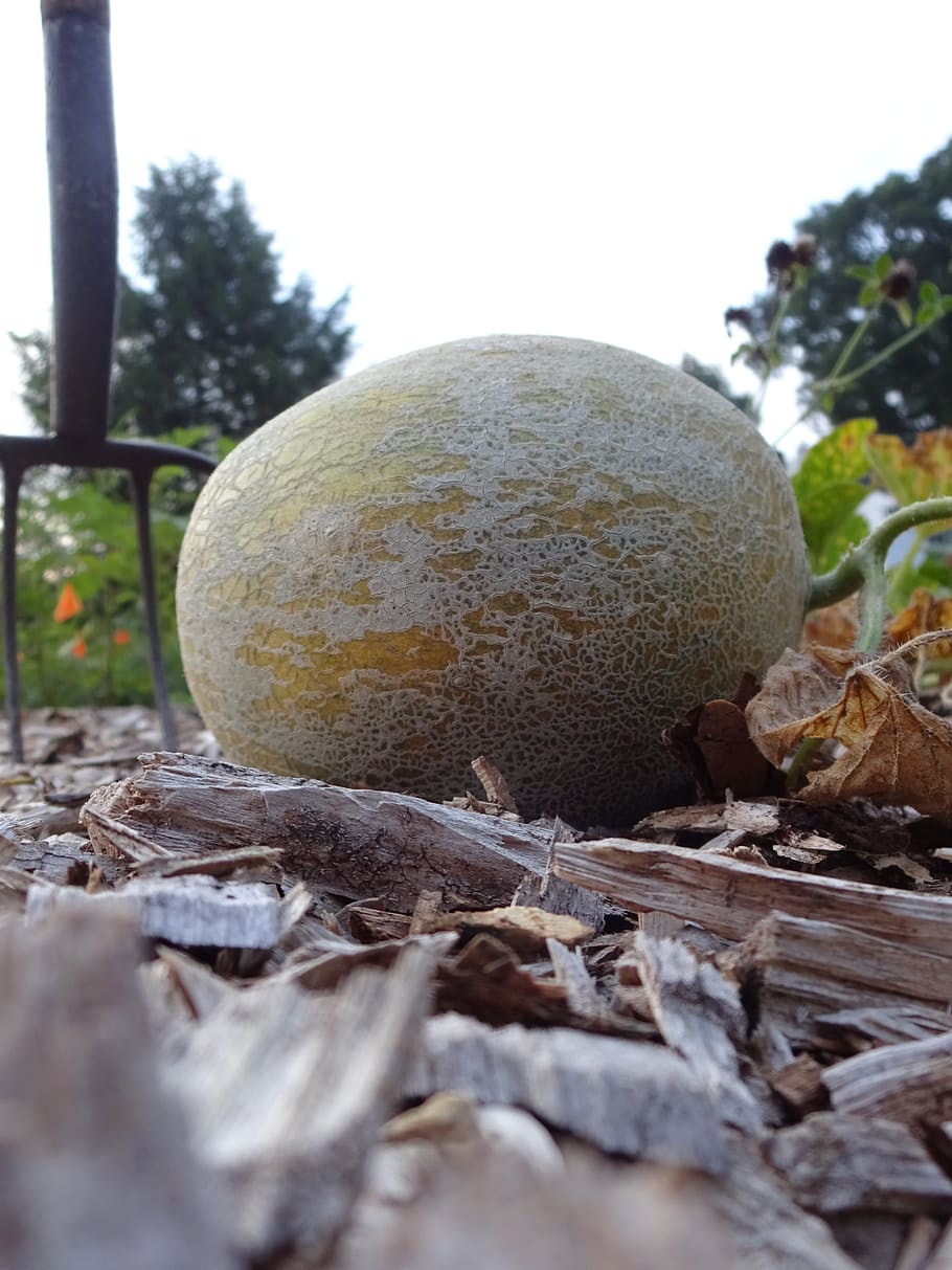 melon, honeydew, ground, earth, garden, plant, squash, grow, summer, fork, fruit