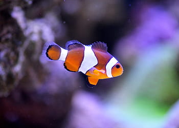 fotografie, klaun ryby, clownfish, moře, akvárium, nemo, pod vodou, rychtář, korál