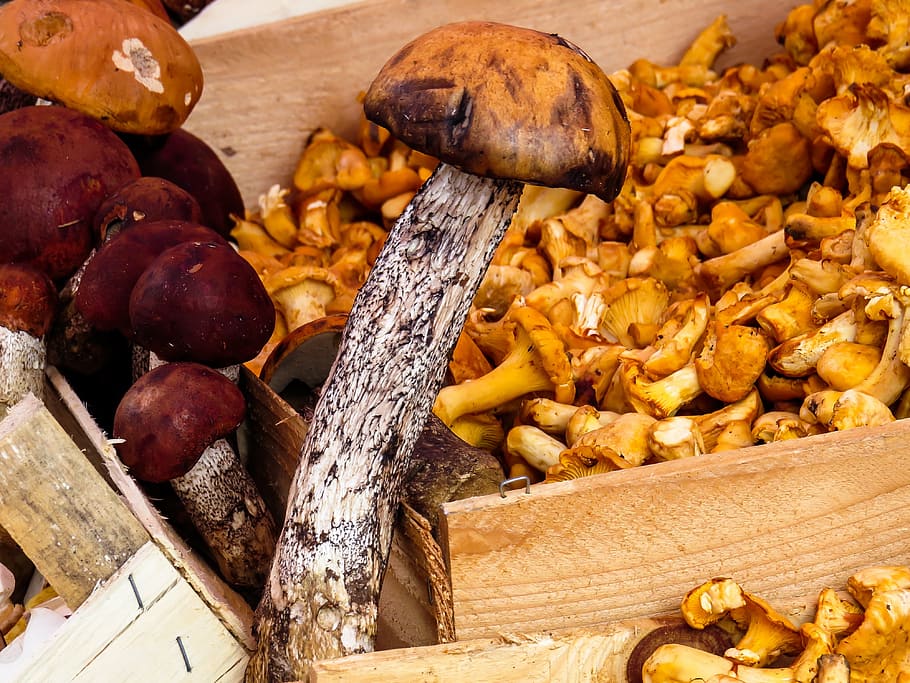 hnědá houba, houby, potraviny houby, houba, jíst, les, cep, sbírat, trh, prodat, podzim