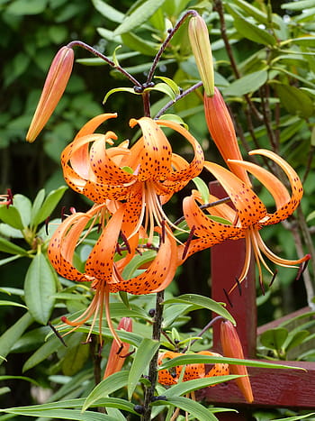 tiger lily, flowers, orange, buds, garden, green, summer
