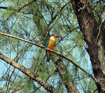 leylek faturalı yalıçapkını, casuarina ağacı, perching, haliç, mangrovların, Karwar, Hindistan