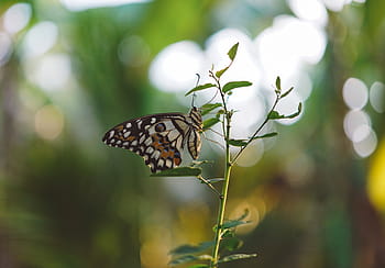 brown, white, butterfly perching, leaf, common, lime, butterfly, green, plant, selective, focus