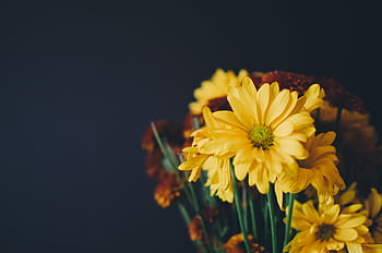 yellow flowers, flower, yellow, petal, bloom, garden, plant, nature, autumn, fall, sunflower