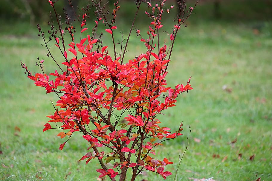 shrub, shrub in autumn, fall colors, lights of autumn, autumn leaf, red, foliage, garden, gardening, horticulture, botany