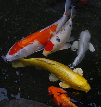 koi ryby, akvarijní ryby, barevný kapr, koi, Ryba, chov, živý, Červené, rumělka, zlato, huang