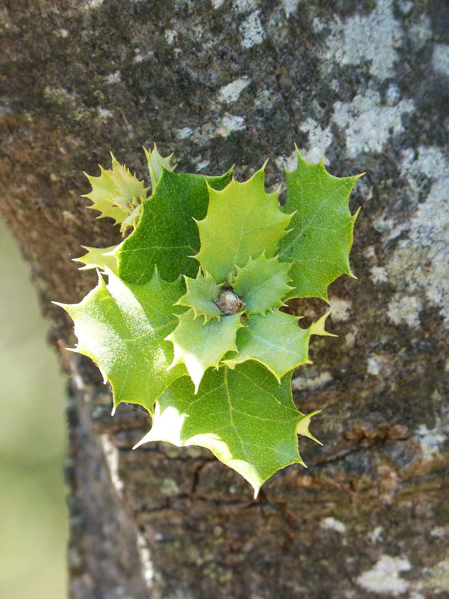 outbreak, encina, carrasca, tender leaves, sprout