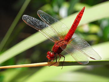 libellula roseata, verde, pianta fogliare, libellula, insetto, skimmer comune, macro, dalla coda bianca, orthetrum albistylum, temi animali, un animale