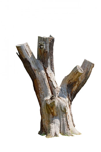 three trunk, tree, stump, dead, close-up, texture, bark, isolated, white, background, details