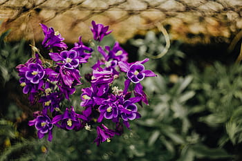 Aquilegia vulgaris, flores, púrpura, aguileña europea, violeta, flora, floral, floración, flor, botánico, floreciente