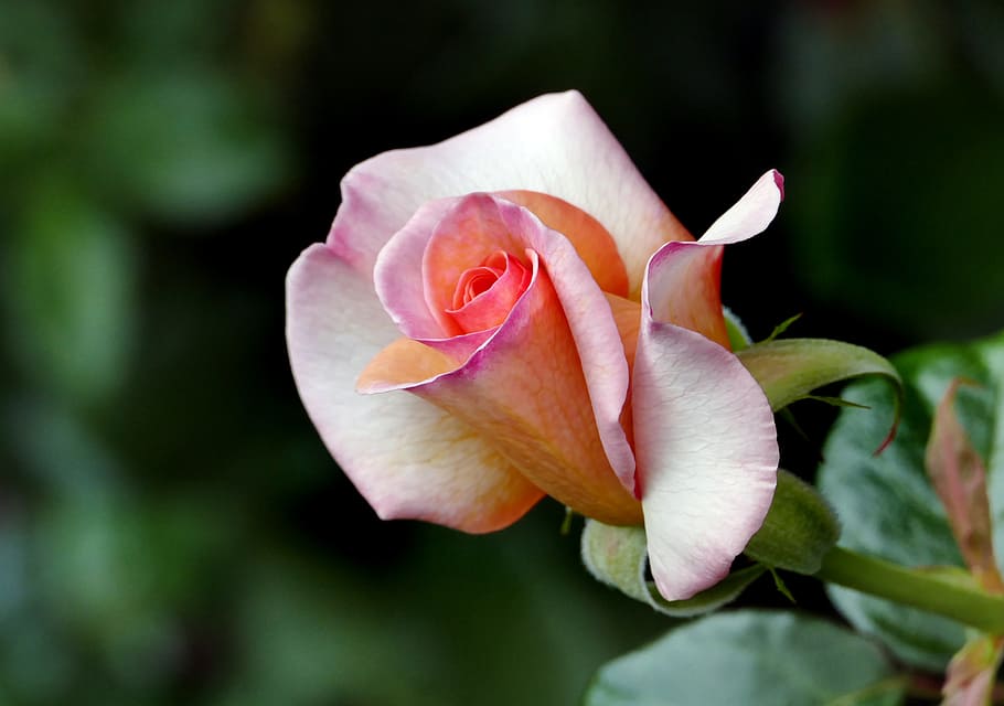 nelson, rosa, rosa Rosa