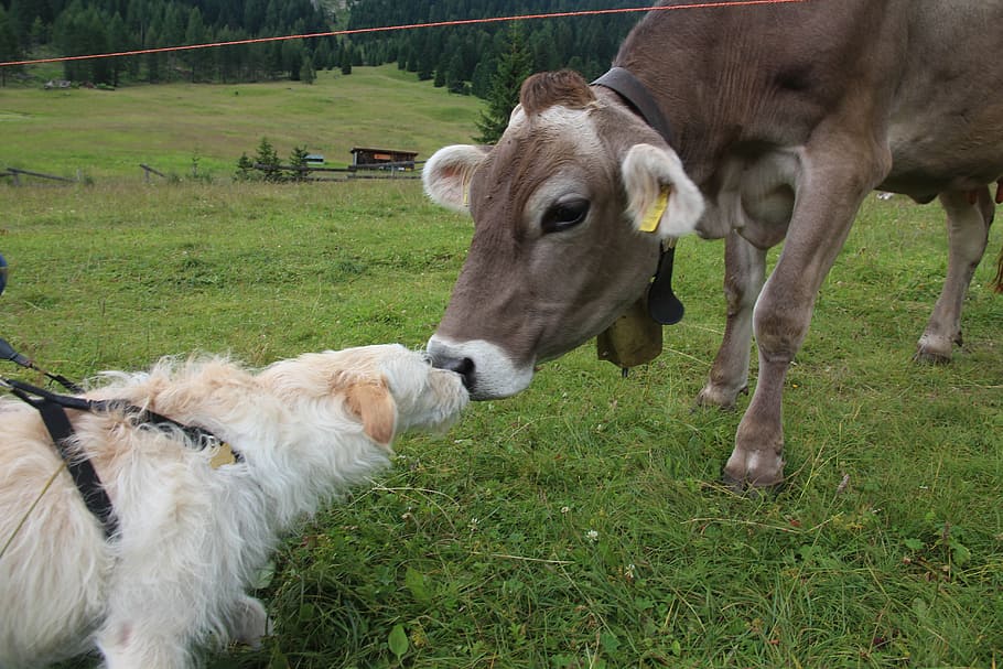 brown, cattle, kissing, long-coated, white, dog, cow, dolomites, fassa, meetings, kiss
