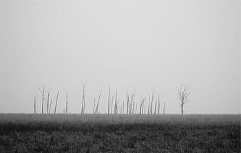 Graustufenfoto, Rasenplatz, Graustufen, Foto, öffnen, Feld, Gras, grau, Schwarz und weiß, Bäume, Landschaft