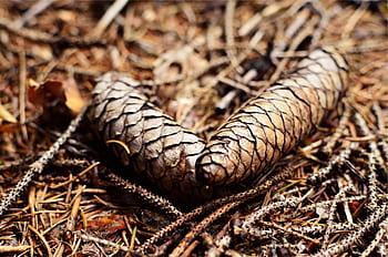 โคนต้นสน, พื้น, พื้นป่า, การตั้งค่าธรรมชาติ, ฉากกลางแจ้ง, คู่ Pinecone, เมล็ดสนแห้ง, สภาพแวดล้อมในป่าไม้, โทนสีเอิร์ ธ, ธรรมชาติระยะใกล้, เนื้อสัมผัสแบบออร์แกนิก