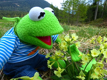 sesame street kermit frog, plush, toy, petaled flowers, daytime, Kermit, Frog, Marvel, Cowslip, Primrose, spring