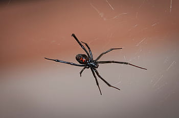 black, widow spider, closeup, photography, black widow spider, web, arachnid, poisonous, venom, wildlife, nature
