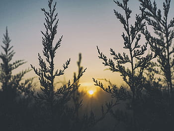 green, leaf plants, golden, hour, sunlight, sunrise, sunshine, trees, plant, view, sky