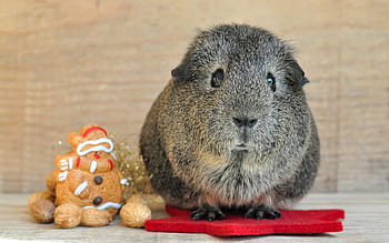 šedé morče, morče, hladké vlasy, lemon agouti, black-cream-agouti, Vánoce, příchod, hlodavec, zvíře, hnusný, domácí zvíře