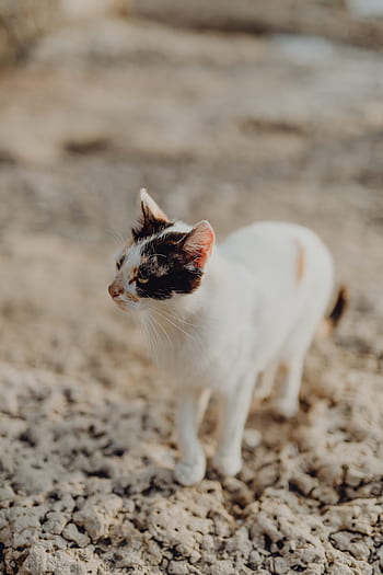 gato, Italia, mascotas, animales, callejeros, gatitos, gatos, Sorrento