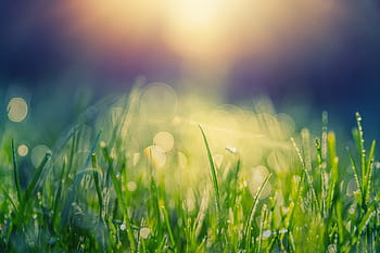 meadow, morgentau, nature, dew, dewdrop, drip, water, bokeh, close up, summer, grass