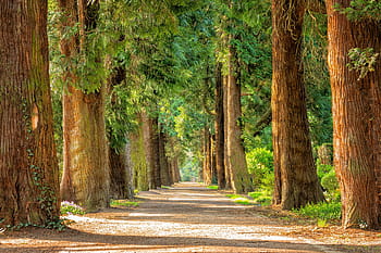 hnědý, dřevěný, zarámovaný, zelená, listová rostlina, cesta, listy stromů, silnice, vysoký, stromy, avenue