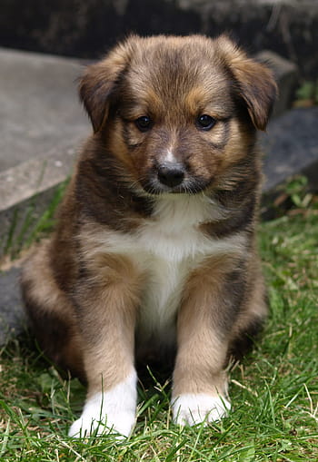white, brown, australian shepherd puppy, puppy, young dog, cute, dog, animal portrait