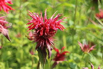 zlatý balzám, monarda didyma, indická kopřiva, šarlatová máta, květ, lamiaceae, divoká rostlina, oříznutí, léčivé rostliny