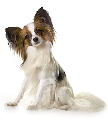 small, adult, white, brown, long-coat dog, tan, Papillon, dog, animal, pets, white background