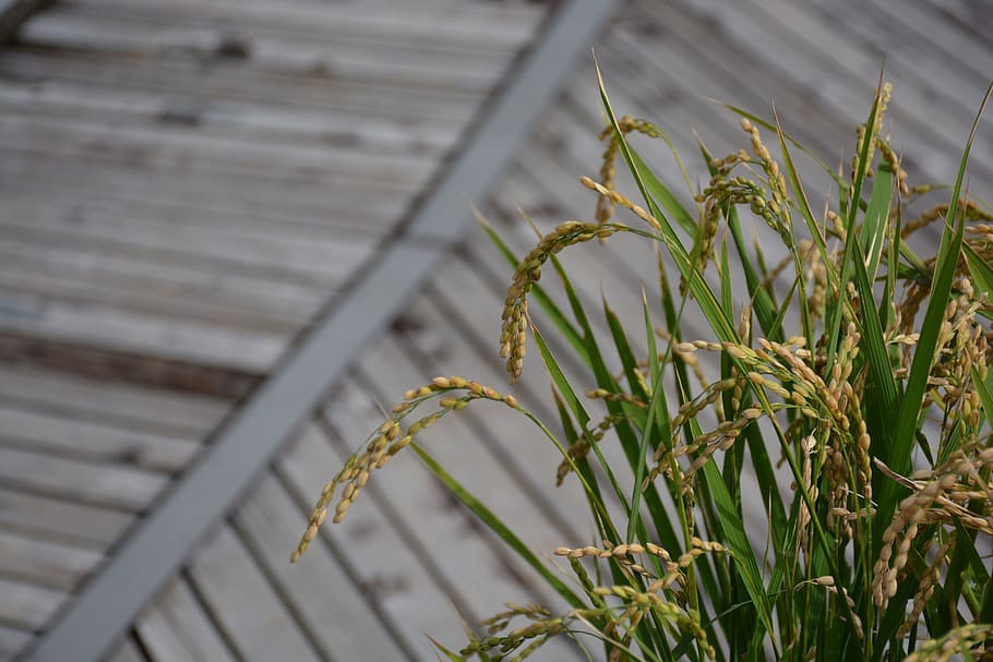 wheats, Rice, Ear, Golden, Autumn, ear of rice, green, japan, plant, agriculture, outdoors