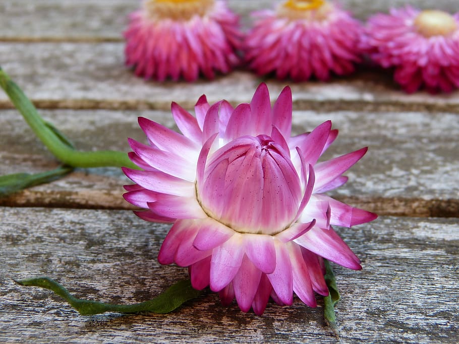 closeup, photography, pink, straw flower, gray, wooden, surface, italicum, blossom, bloom, garden