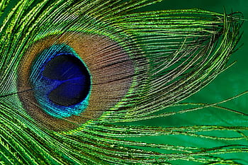 brown, blue, green, peacock feather, macro, peacock, bird, close, color, still life, structure