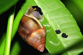 close, photography, brown, snail, leaf, egg, lay, nature, green, shell, gastropod