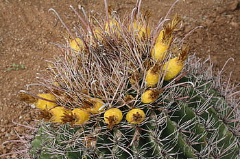 florence, arizona, desert gardens rv park, cactus