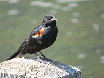 rotschulterstärling, นกกิ้งโครงปีกสีแดง, Blackbird ปีกสีแดง, สีดำ, ขน, นก, นกชนิดหนึ่ง, สหรัฐอเมริกา, อเมริกาเหนือ, อเมริกากลาง, อเมริกาใต้