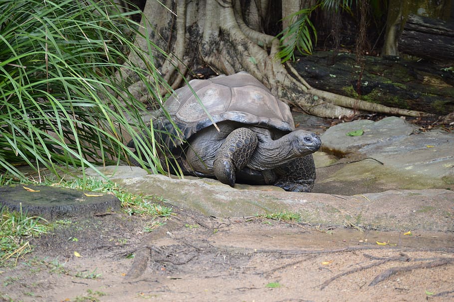 Australia Zoo, Giant Tortoise, Wildlife, endangered, one animal, tortoise, animals in the wild, animal wildlife, reptile, animal themes