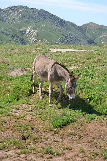wild burro, california, mountainous, nature, grass, mammal, animal, outdoors, wild, wildlife, summer