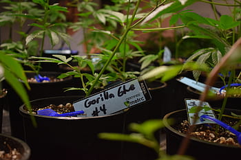konopí, marihuana, plevel, hrnec, ganja, sledování semen na prodej, klonování