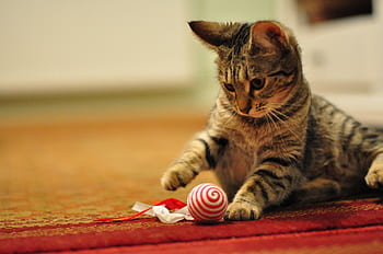 cat, animal, pet, kitten, feline, cute, kitty, adorable, portrait