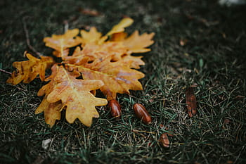 秋、 葉、 地面、 秋の紅葉、 黄色、 モバイル、 スマートフォン、 茶色、 自然、 季節、 10月