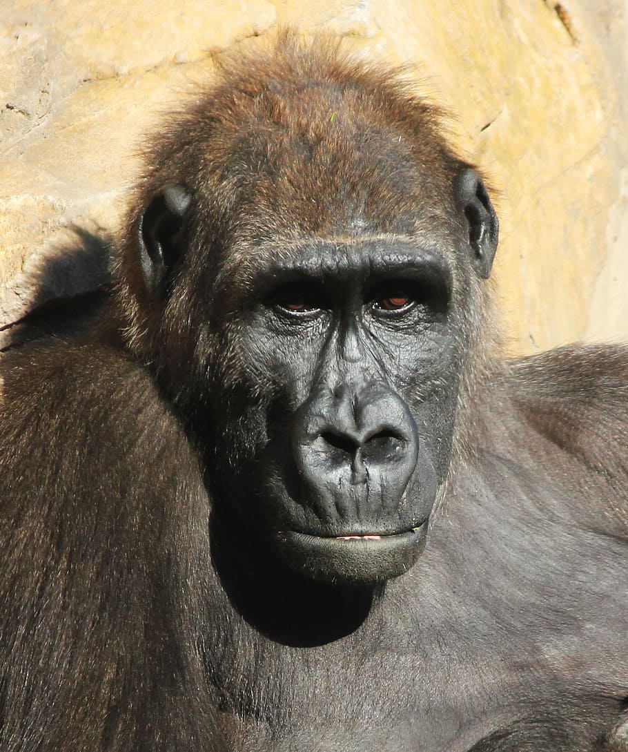 opice, bioparc, valencia, zvíře, zoo, Španělsko, bio park
