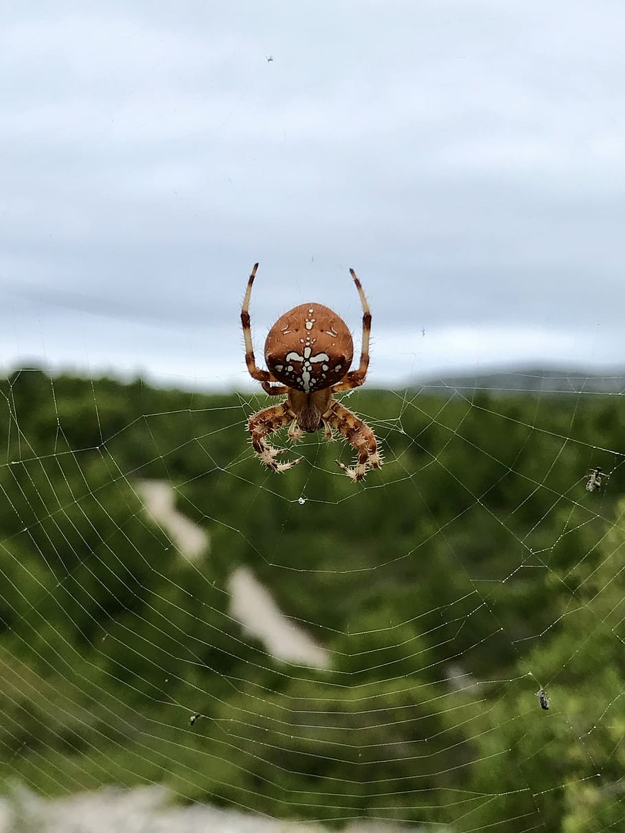 nature, spider, insect, cobweb, close up, araneus