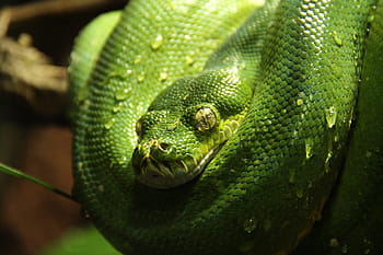 Green Tree Python, Pitão, Cobra, verde, animal, morelia viridis, água, gotejamento, um animal, réptil, temas de animais