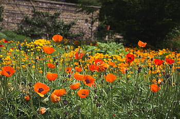 květinová zahrada, fotografování, oranžový, žlutá, květiny, Příroda, květy, poboček, lůžko, pole, stonky