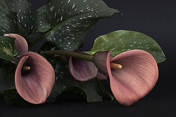 สีชมพู, ดอกไม้ Calla Lily, ตอนกลางวัน, ลิลลี่คาลล่า, ดอกไม้ลิลลี่, Calla, ดอกไม้, สีแดง, การไว้ทุกข์, ดอกไม้แห่งการไว้ทุกข์, ความอมตะ